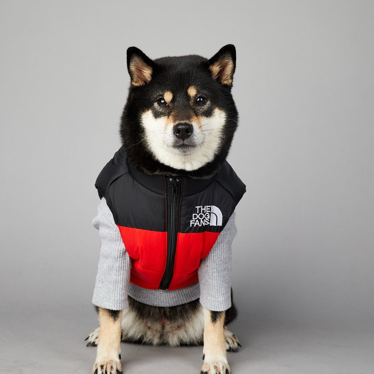 Komfort trifft Stil – Die Premium-Winterjacke THE DOG FACE für Hunde